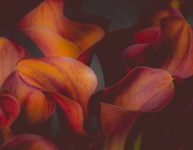 Warm cinnamon colored Calla Lilies in a sympathy arrangement